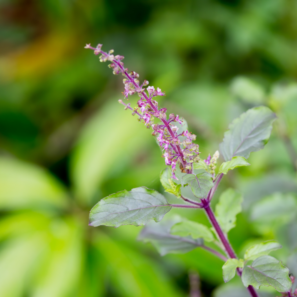 Tulsi is a powerful adaptogenic herb